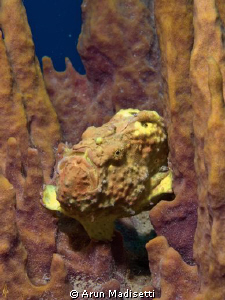 yellow frogfish playing invisible by Arun Madisetti 